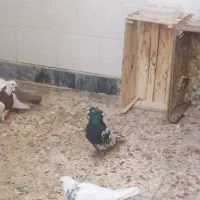 کبوتر رنگی|پرنده|کارون, |دیوار