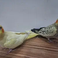 جوجه عروس هلندی ۴۰ روزه|پرنده|اصفهان, شمس آباد|دیوار