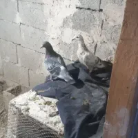 دوبرمسافتی|پرنده|مشگین شهر, |دیوار