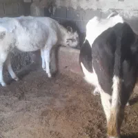 گاو ماده|حیوانات مزرعه|اهر, |دیوار