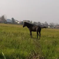 اسب سواری باری گله دار آرام  به شرط