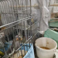 عروس هلندی (۴عدد)|پرنده|تهران, امیریه|دیوار