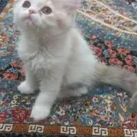 گربه پرشین خوشکل چش ابی|گربه|اسفراین, |دیوار