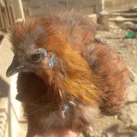 مرغ و خروس ابریشمی|حیوانات مزرعه|اصفهان, سرچشمه|دیوار