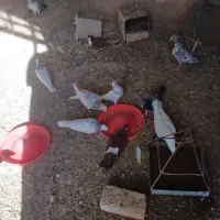 کبوتران مقبول|پرنده|چناران, |دیوار
