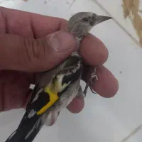 جوجه سهره