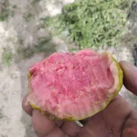 زیتون محلی ۴فصل