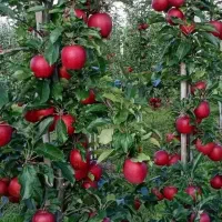 تولید نهال سیب پایه کوتاه پربازده