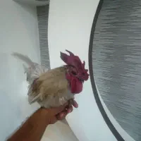 خروس جاپنیز|حیوانات مزرعه|رشت, نخودچر|دیوار