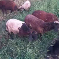 کاور نر و می