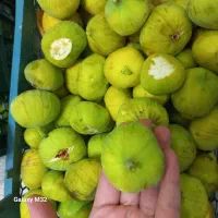 انجیر تازه رسید. تحویل فوری|خوردنی و آشامیدنی|قم, باجک دو|دیوار