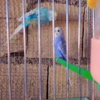 مرغ عشق اسپانگل ورینبو|پرنده|شیراز, حجت آباد|دیوار