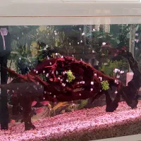 آکواریوم شیشه خم شرکتی