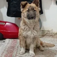 سگ پاکوتا شیپر هاسگی