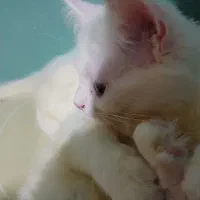 بچه گربه های خواستنی