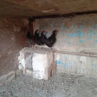 سه تا مرغ
