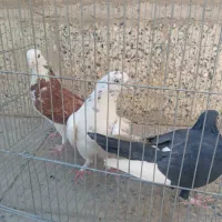 سه عدد کبوتر غریب دم آبی شازده شهرستانی|پرنده|تهران, دهم فروردین|دیوار