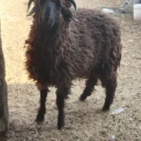 بره نر|حیوانات مزرعه|شادگان, |دیوار