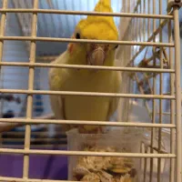 عروس هلندی رام و سخنگو