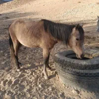 مادیان ۳سال|اسب و تجهیزات اسبسواری|سمنان, |دیوار