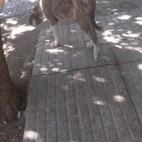 سگ نگهبان