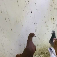 کفتر|پرنده|تایباد, |دیوار