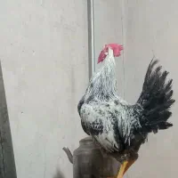 خروس|حیوانات|اهر, |دیوار