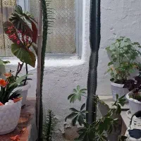 کاکتوس های زینتی