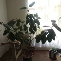گل آپارتمانی فیکوس
