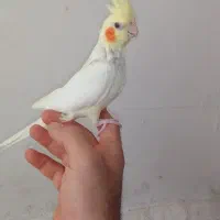 لوتینو ماده