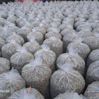 تفاله چقندر دو نم خوارک دام جایگزین دان قیمت نجومی