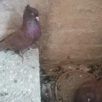 کبوتر سرخ و زاغ آبادانی|پرنده|اصفهان, گورتان|دیوار