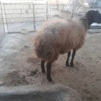 قوچ شال|حیوانات مزرعه|شراء, |دیوار