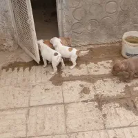 سگ پیت بول|سگ|شاهین‌شهر, نبوت|دیوار