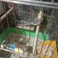 عروس هلندی نروماده
