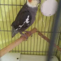 عروس سینامون ۴ماهه نر