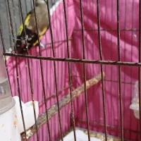 سهره ماده اماده جفت