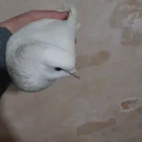 کبوتر سفید پا پری|پرنده|شاهین دژ, |دیوار