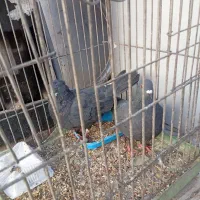 یک جفت غوره ای دم سفیدو دو جفت زاغ