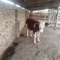 گوساله سیمینتال ماده جنس بالا حدود7ماهه