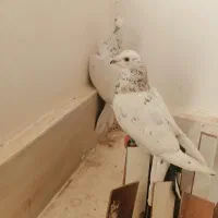 کفتر بی بوب|پرنده|تربت‌حیدریه, طالقانی|دیوار