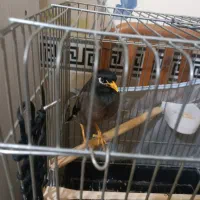 مینا سخنگو|پرنده|پاکدشت, پاکدشت (مامازند)|دیوار