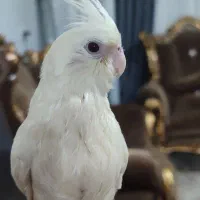 عروس هلندی آلبینو دستی