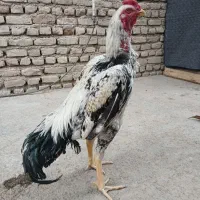 خروس لاری شامو