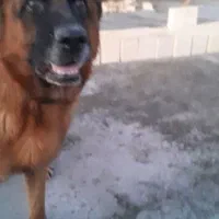 ژرمن شپرد اصیل