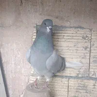 طوقی..خرقه|پرنده|اصفهان, سودان|دیوار