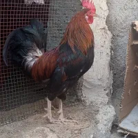 خروس و مرغ