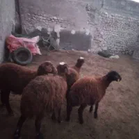 سه تا ماده یک دونه نر