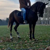 مادیان کورسی|اسب و تجهیزات اسب‌سواری|شهریار, شهریار|دیوار