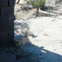سگ پامر اشپیز